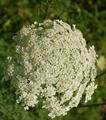 Daucus Carota
